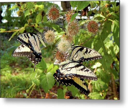 Butterfly Metal Print featuring the photograph Swallowtail Party by Karen Stansberry