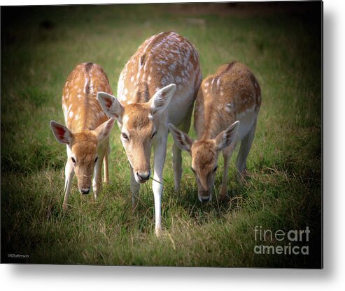 Deer Metal Print featuring the photograph Tennessee Safari Park by Veronica Batterson