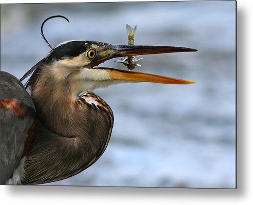 Heron Metal Print featuring the photograph The Little Fish by Mircea Costina