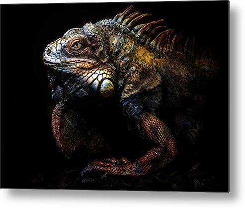 Lizard Metal Print featuring the photograph The Lost Evolution by Santiago Pascual Buye