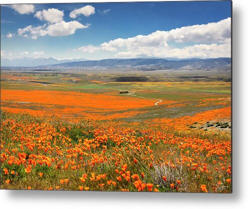  Metal Print featuring the photograph The Road Through The Poppies 1 by Endre Balogh