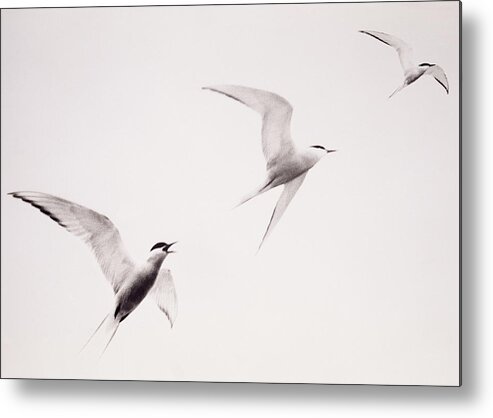 Tern Metal Print featuring the photograph Three Birds Called Terns In Black And by John W Banagan