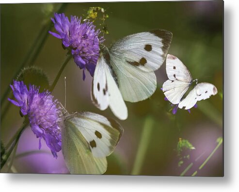 Butterfly Metal Print featuring the photograph Three Small White Butterflies by Jeff Townsend