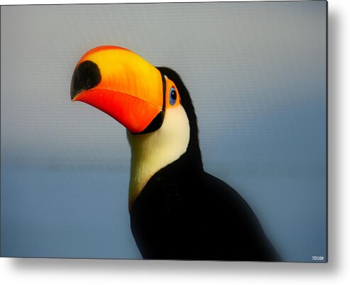 Greece Metal Print featuring the photograph Toucan Ramphastos Toco by T. Vossinakis, Paros Island, Greece