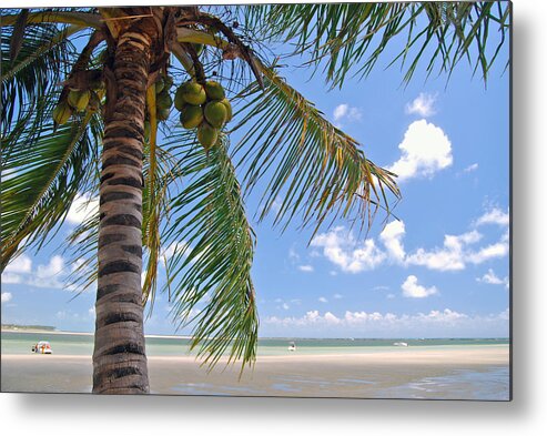 Tropical Tree Metal Print featuring the photograph Tropical Beach by Eduleite