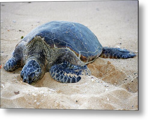 Sea Turtle Metal Print featuring the photograph Turtle Beach by Anthony Jones