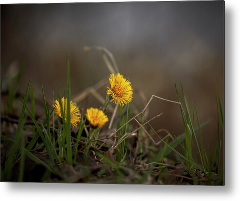 Tussilago Metal Print featuring the photograph Tussilago farfara, coltsfoot #i7 by Leif Sohlman