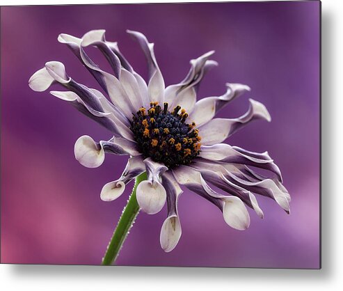 Floral Metal Print featuring the photograph Twists and Turns by Shirley Mitchell