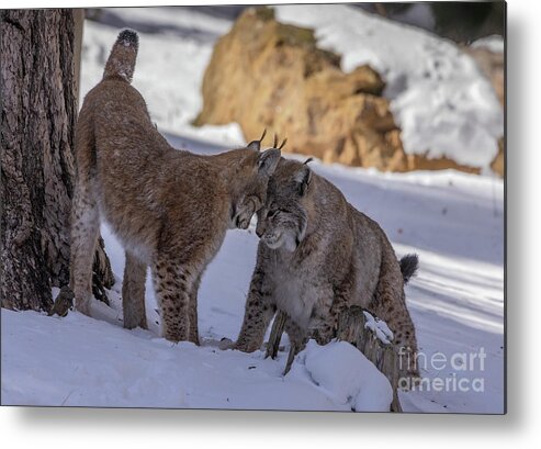 Mammal Metal Print featuring the photograph Two Eurasian Lynx Playing In The Snow In Late Winter by Bob Gibbons/science Photo Library