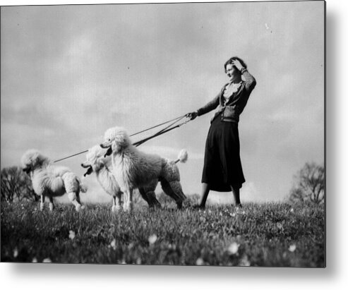 1930-1939 Metal Print featuring the photograph Walking The Dogs by Fox Photos