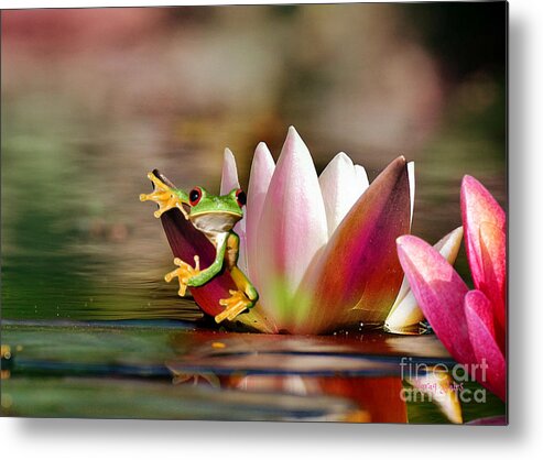 Red Eye Tree Frog Metal Print featuring the mixed media Water Lily and Frog by Morag Bates