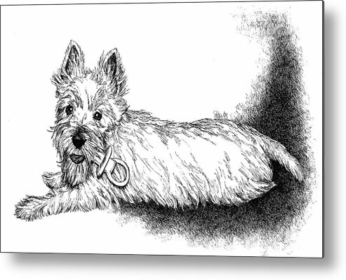West Highland Terrier Metal Print featuring the drawing West Highland Terrier by Patrice Clarkson