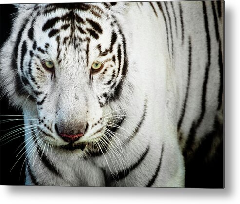 White Tiger Metal Print featuring the photograph White Bengal Tiger by Hector Garcia @kirai