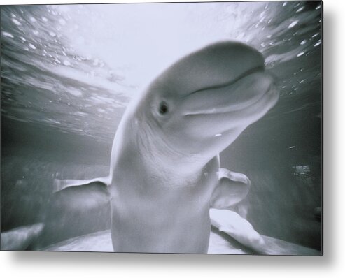 Underwater Metal Print featuring the photograph White Whale by Henry Horenstein