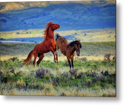 Wild Horses Metal Print featuring the photograph Wild Equine Play Time by Greg Norrell