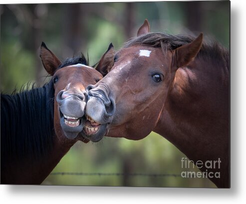 Horse Metal Print featuring the photograph Wild Horse Smiles by Lisa Manifold