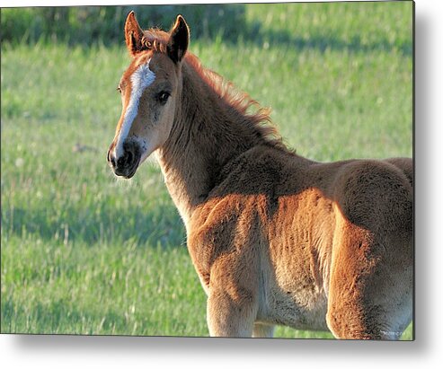 A Foal Metal Print featuring the photograph Wildhorses_05 by Gordon Semmens