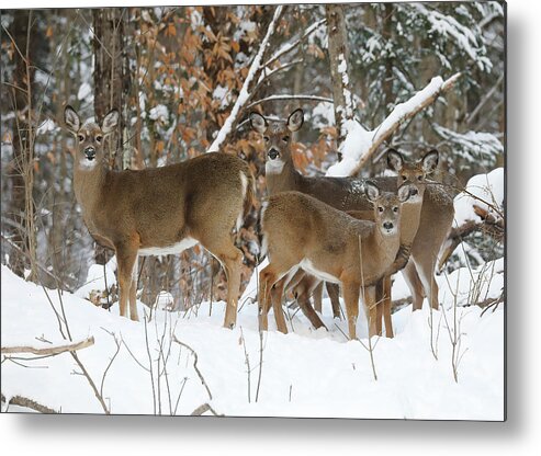 Deer Metal Print featuring the photograph Winter Deer by Duane Cross