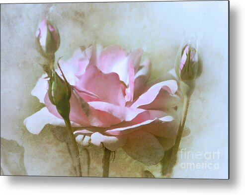 Rose Metal Print featuring the photograph Winter Rose by Elaine Manley
