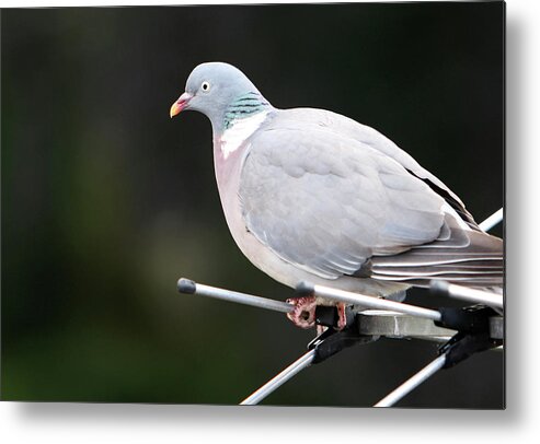 Animal Themes Metal Print featuring the photograph Wood Pigeon by Richard Newstead