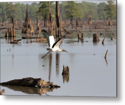 Wood Stork Metal Print featuring the photograph Wood Stork in Flight by Susan Rissi Tregoning