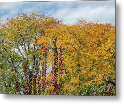 Bronx Botanical Gardens Metal Print featuring the photograph Autumn Gold #2 by Cate Franklyn