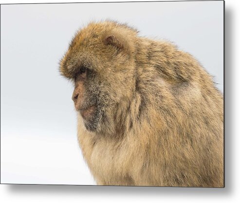 One Animal Metal Print featuring the photograph Barbary Macaque by Elizabeth W. Kearley