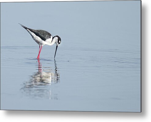 Stilt Metal Print featuring the photograph Black Necked Stilt #1 by Gordon Ripley