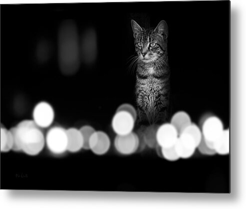 Cat Metal Print featuring the photograph Cat In The Window #2 by Bob Orsillo