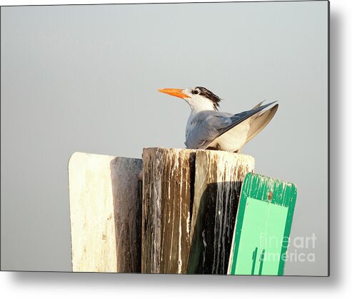 Royal Tern Metal Print featuring the photograph Curious Royal Tern #1 by Jayne Carney