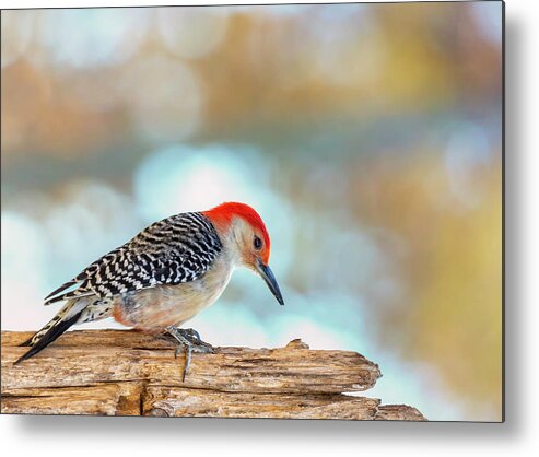 Bird Metal Print featuring the photograph Curious Woody by Bill and Linda Tiepelman