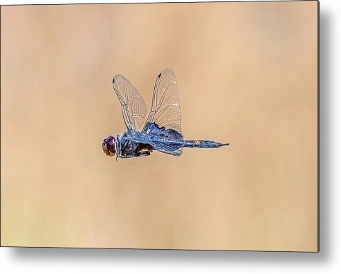 Dragon Fly Metal Print featuring the photograph Dragon Fly by Jerry Cahill