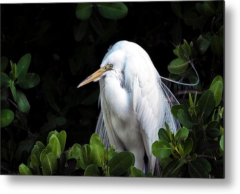 Egrety Metal Print featuring the photograph Great White Egret #1 by Gordon Ripley