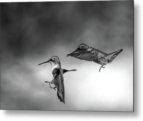 Hummingbirds Metal Print featuring the photograph Hummingbirds #2 by Bob Orsillo