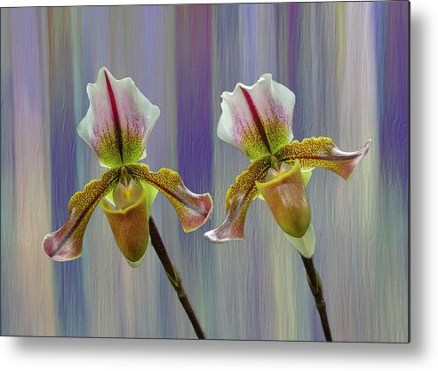 Lady Slipper Orchid Metal Print featuring the photograph Lady Slipper Orchid by Cate Franklyn