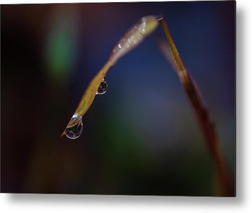 Fall Metal Print featuring the photograph Macro Photography - Water Drops on Grass by Amelia Pearn