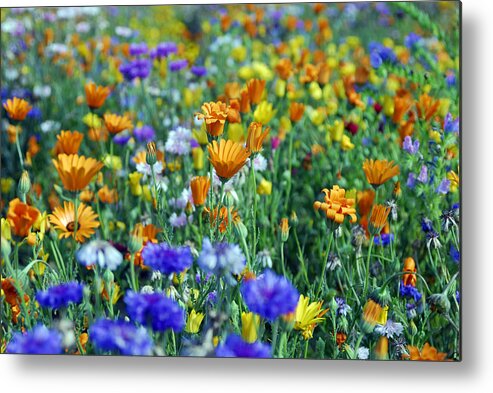 Orange Color Metal Print featuring the photograph Mixed colourful wildflowers #1 by Lyn Holly Coorg