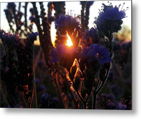 Scorpion Weed Metal Print featuring the photograph Scorpion Weed Sunset #1 by Gene Taylor