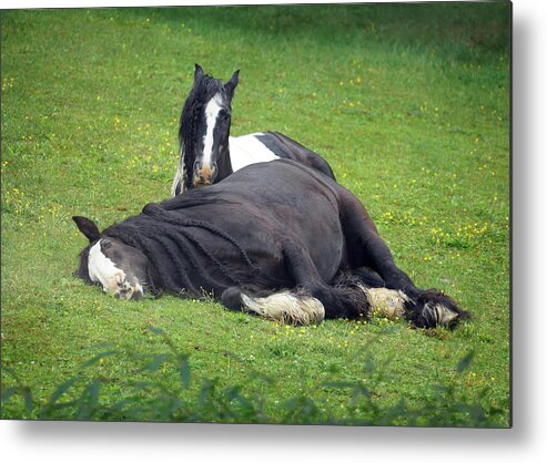 Horses Metal Print featuring the photograph Sleep of innocents #1 by Fran J Scott