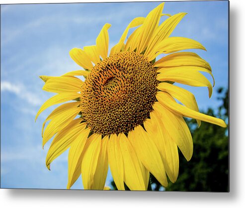 Sunflower Metal Print featuring the photograph Sunflower against blue sky #1 by Robert Miller