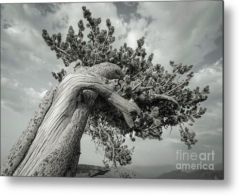 Ancient Sentinels Metal Print featuring the photograph Twisted by Maresa Pryor-Luzier