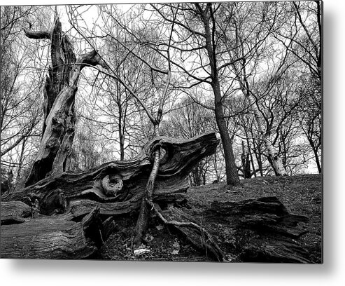 Trees Metal Print featuring the photograph Generations by Remigiusz MARCZAK