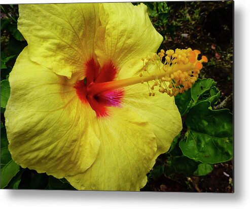 Hawaii Pictures Metal Print featuring the photograph Hawaii Flower Photography 20150713-684 by Rowan Lyford