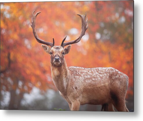 England Metal Print featuring the photograph A large stag in an autumn forest. #2 by Alex Saberi