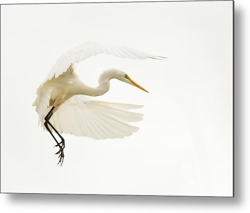 Birds Metal Print featuring the photograph 2 by Bill Martin