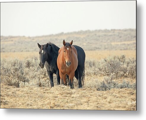 Mustangs Metal Print featuring the photograph 2021 Watching by Jean Clark