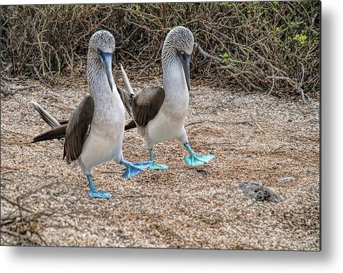 Animals In The Wild Metal Print featuring the photograph A Blue-footed Booby pair in a mating dance by Henri Leduc