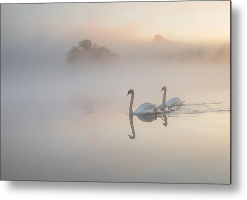 Scenics Metal Print featuring the photograph A family of Swans on a misty lake. by Alex Saberi