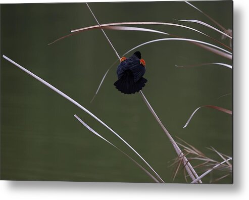 Black Bird Metal Print featuring the photograph A Painting with Just a Few Strokes by Mingming Jiang