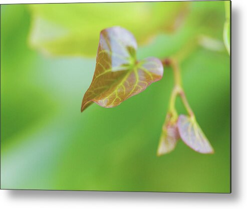 Green Metal Print featuring the photograph A Simple Leaf by Amelia Pearn